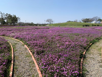 初春最浪漫 后里環保公園波斯菊、馬櫻丹雙色花海綻放中01