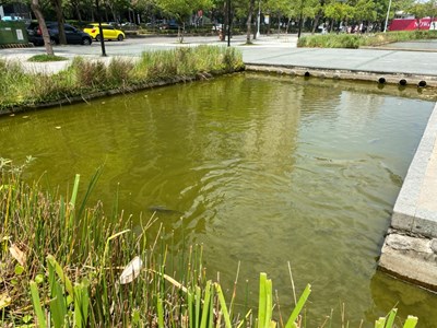 久旱水池優養化-中市建設局送水救魚命