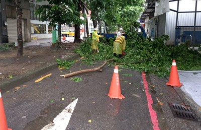 南屯區文心南五路路樹傾倒移除