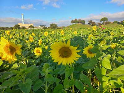 后里環保公園-粉吸金-大波斯菊與向日葵雙色花海迎聖誕