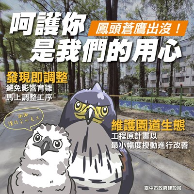 鳳頭蒼鷹工區內築巢育雛-中市建設局調整工序保育生態