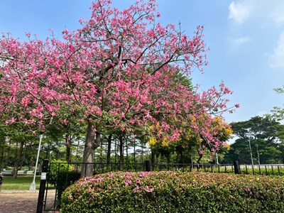 南區健康公園-美人樹盛開