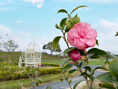 后里環保公園茶花