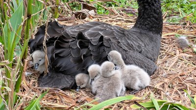 喜迎新生-秋紅谷已誕生4隻黑天鵝寶寶