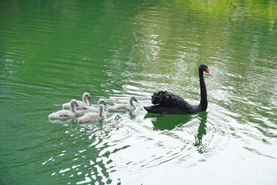 台中市秋紅谷景觀生態公園於上個月喜獲麟-鵝