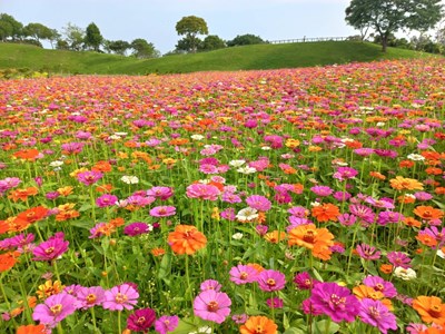 歡迎民眾把握花期-一起來后里環保公園賞花