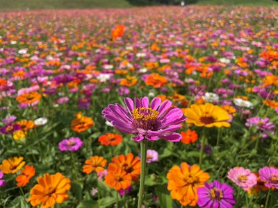 后里環保公園春季繽紛浪漫花海01