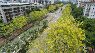 興大路阿勃勒綻放-夏季最浪漫吸晴的拍照點